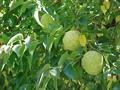 Osage-orange / hedge-apple 